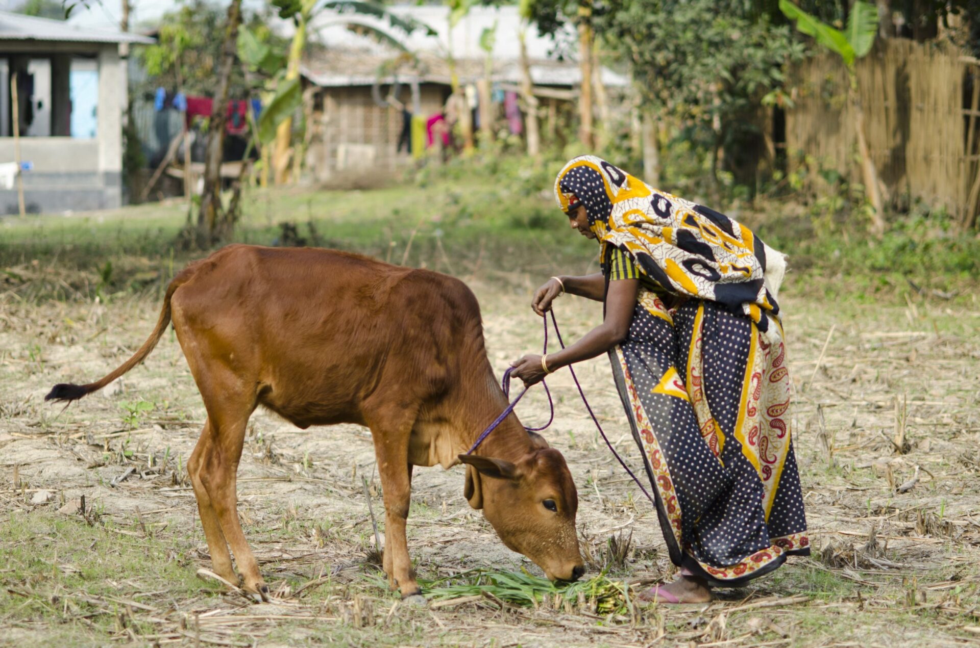 Amina tends to her livelihood asset in Bangladesh.