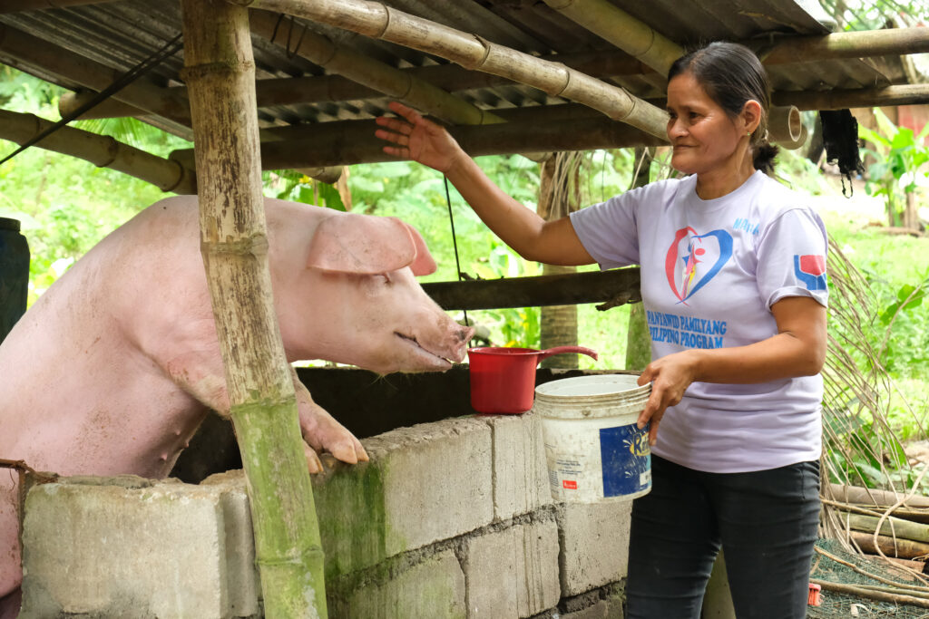 Corazon feeding a pig