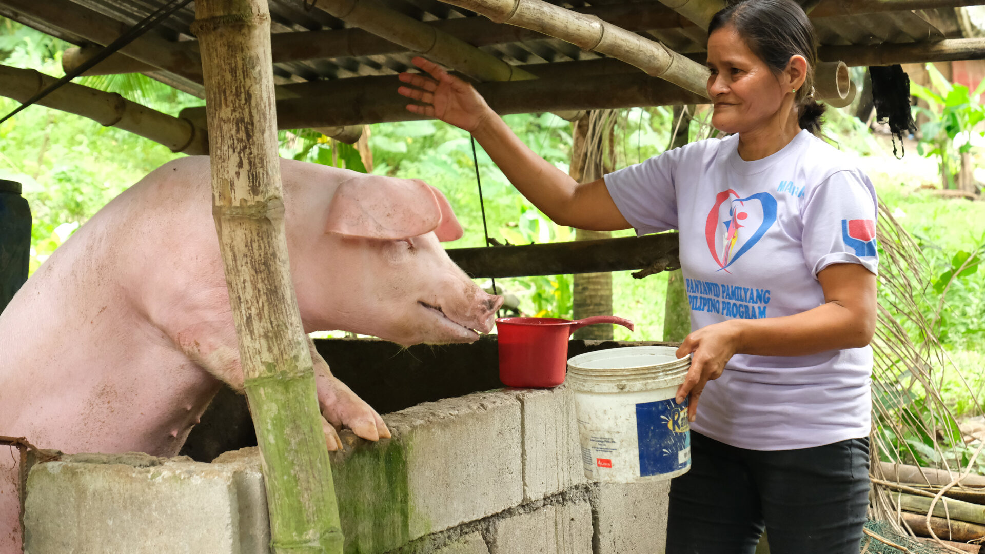 Corazon feeding a pig